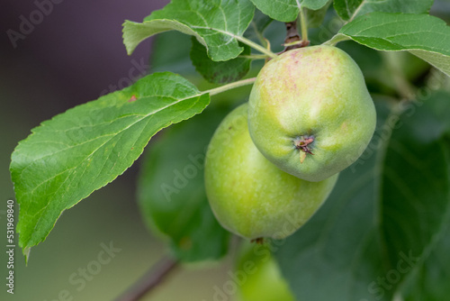 A macro of a wild unripe red apple still on a vine.  It's in a tree surrounded by large green and yellow leaves.  There's bokeh lighting breaking through the leaves in the background. 