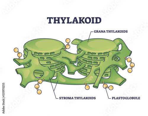Thylakoid membrane bound chloroplast compartments structure outline diagram. Labeled educational botany scheme with grana and stroma thylakoids or plastoglobule parts location vector illustration.
