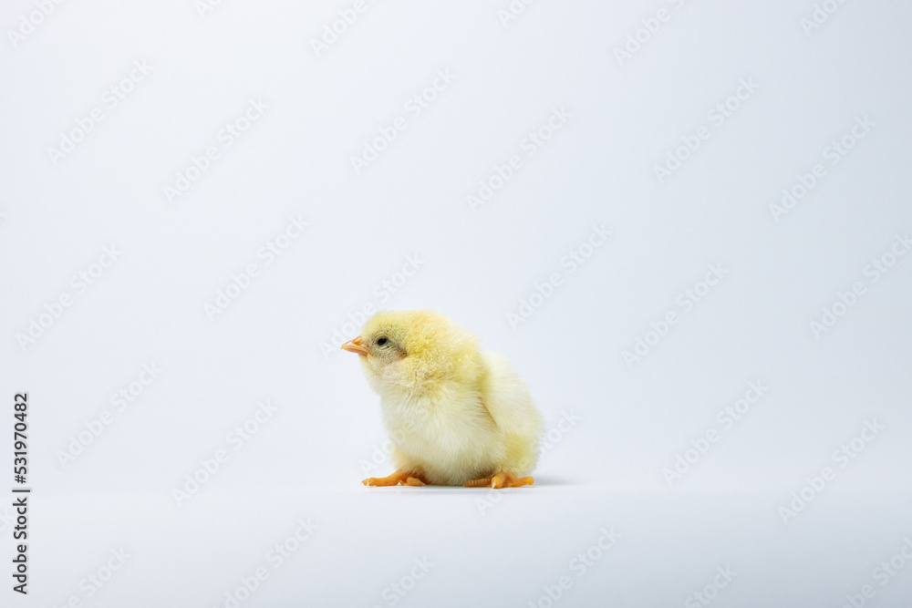 Obraz premium baby chicken on a white background