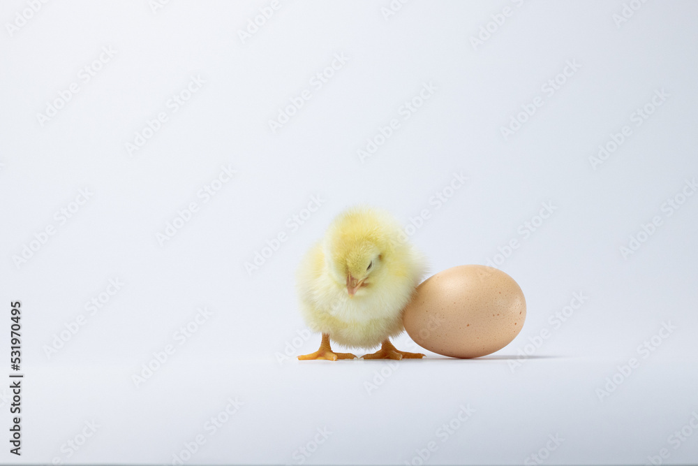 baby chicken near an egg on a white background