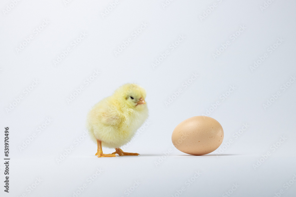 baby chicken near an egg on a white background baby chicken near an egg on a white background