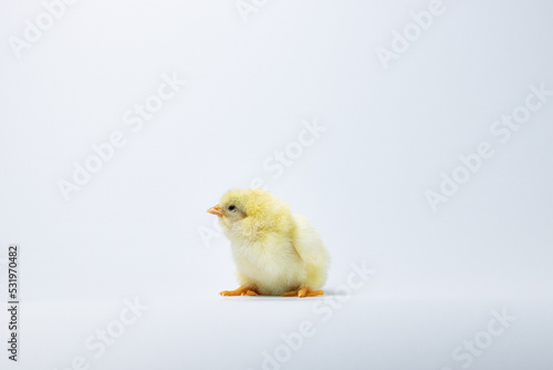 baby chicken on a white background
