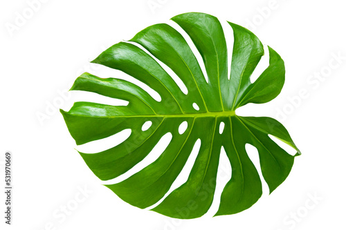 Monstera leaves leaves with Isolate on white background Leaves on white PNG