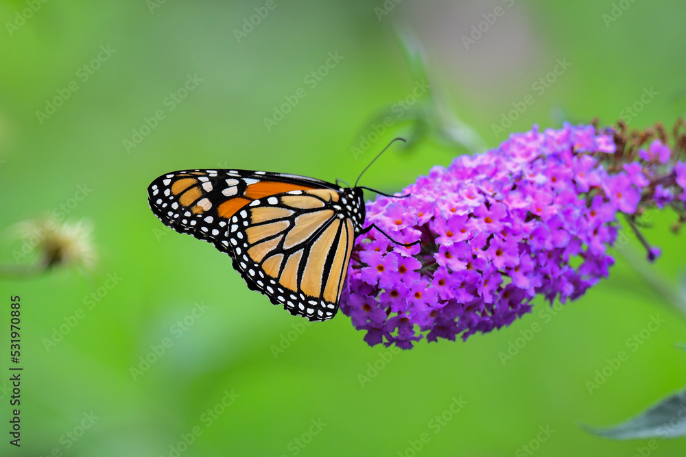 Obraz premium Monarch Butterfly