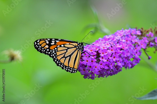 Monarch Butterfly © Katie Myer
