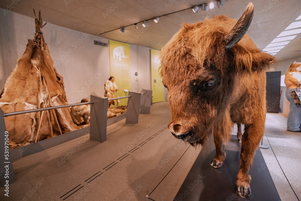 22 July 2022, Neanderthal museum, Germany domestication of the bison
