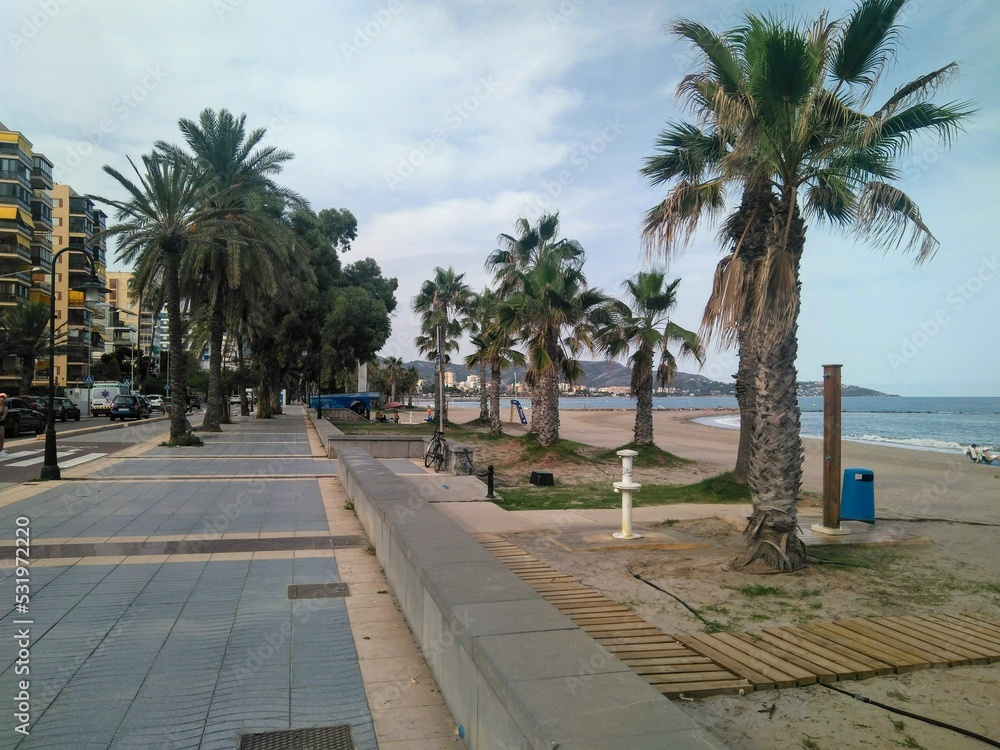 Palm Trees on the Promenade