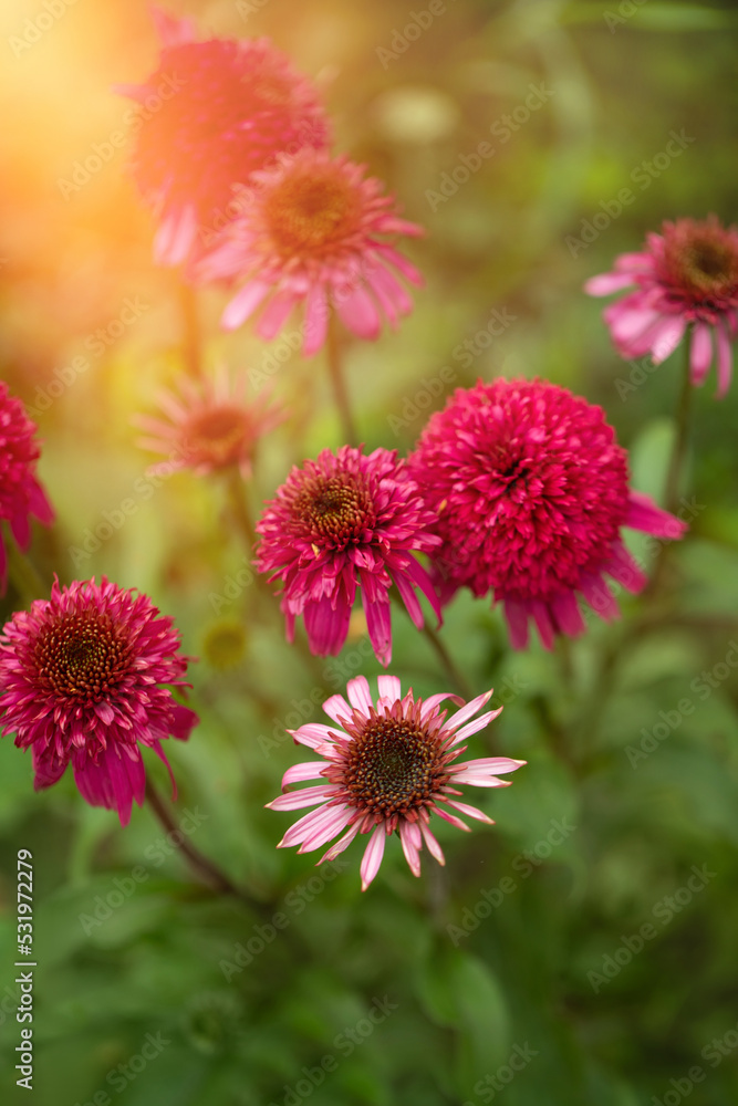 Echinacea (Echinacea purpurea) in the sunshine in the garden Echinacea (Echinacea purpurea) in the sunshine in the garden
