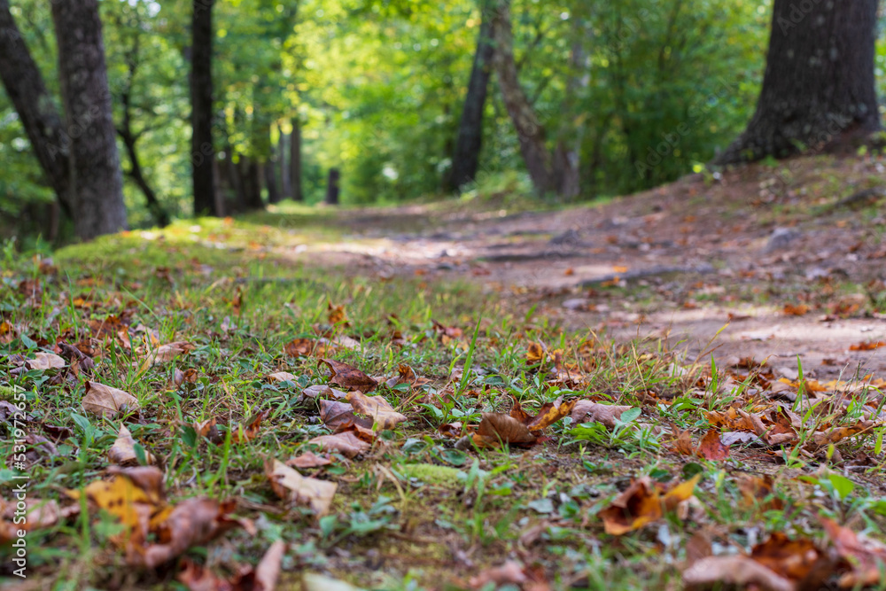 autumn in the park autumn in the park