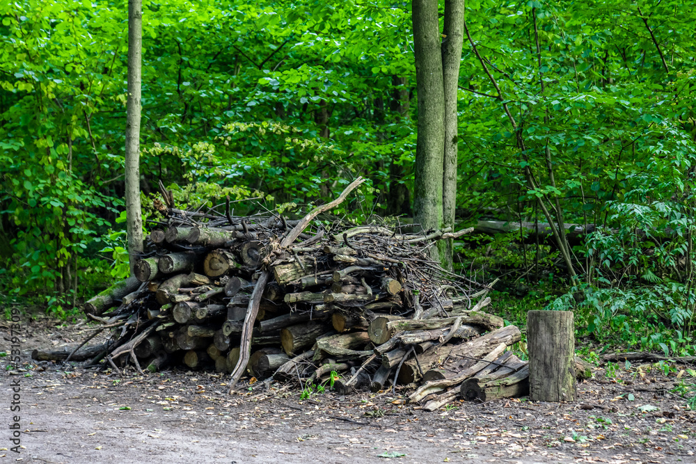 Fototapeta premium pile of firewood in the forest near road. Ecological problem concept