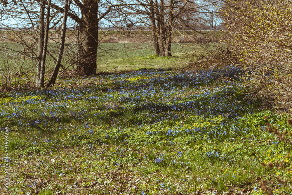 The first spring flowers scilla of blue in the forest among last years foliage. blue flowers, bluebell in garden The first spring flowers scilla of blue in the forest among last years foliage. blue flowers, bluebell in garden