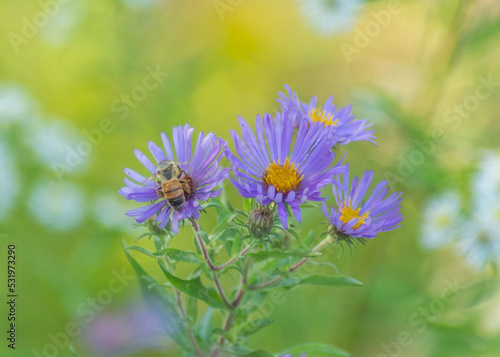 Purple Flowers
