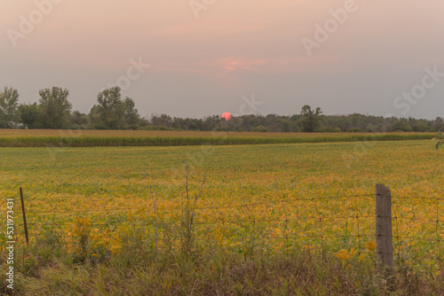 Red Sun