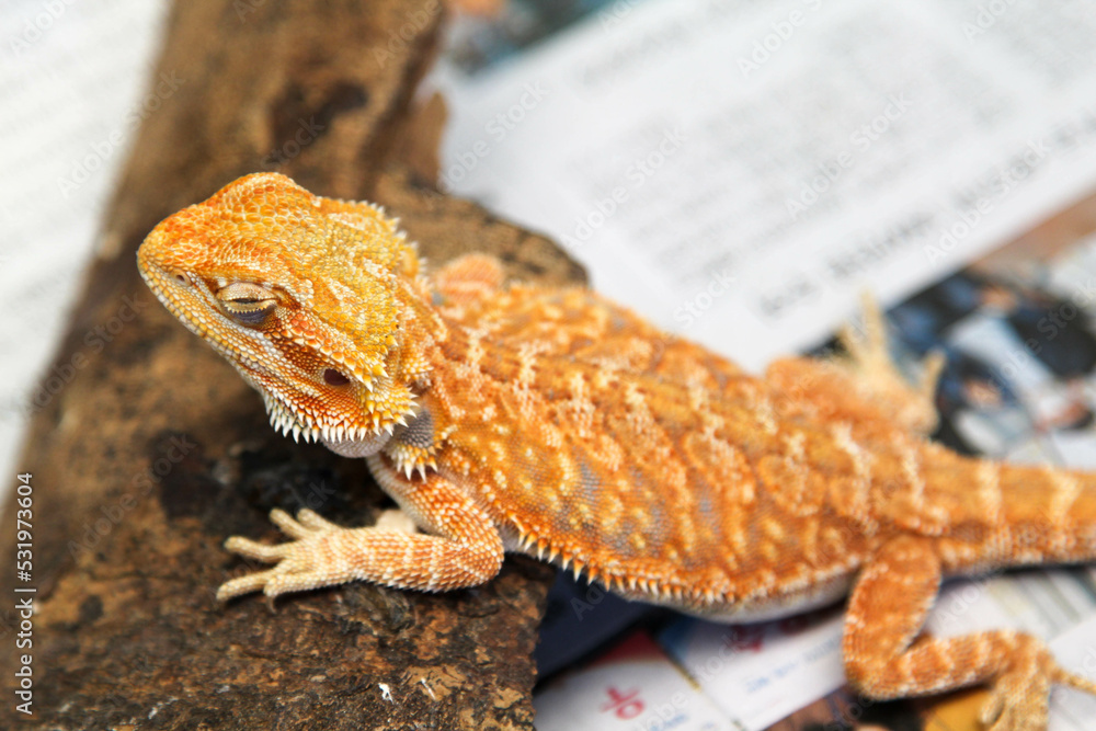 Naklejka premium Close-up of a yellow iguana in a cage in the zoo.