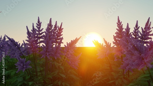 Golden evening sunbeams shine through the beautiful lavender stalks in the picturesque French countryside. Sunset in breathtaking purple fields of Provence. 