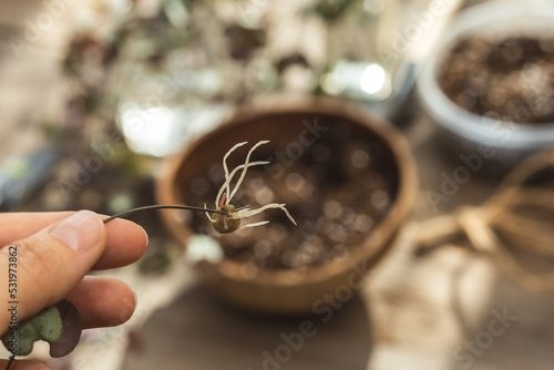 Tablou pe pânză Ceropegia Woodii house plant rooted tuber in hand