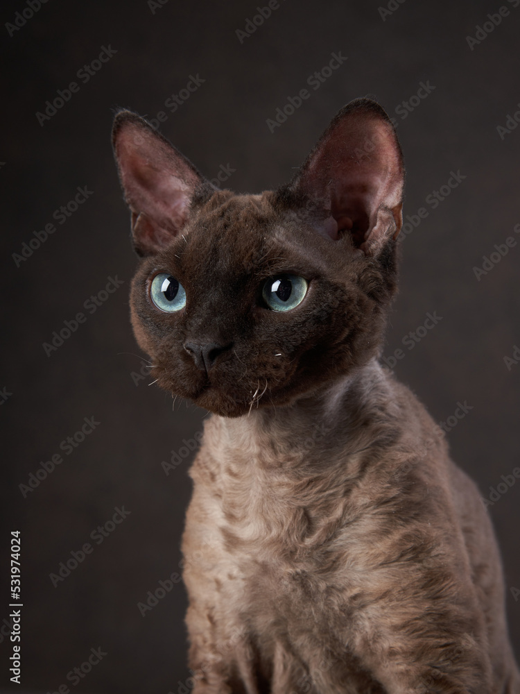 cat breed devon rex on a brown canvas background. Pet portrait in studio cat breed devon rex on a brown canvas background. Pet portrait in studio