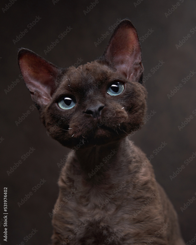 cat breed devon rex on a brown canvas background. Pet portrait in studio cat breed devon rex on a brown canvas background. Pet portrait in studio