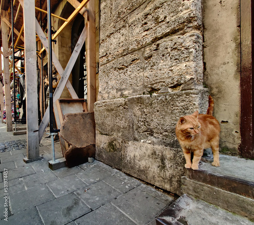 Cat on the street of old city © Dawid