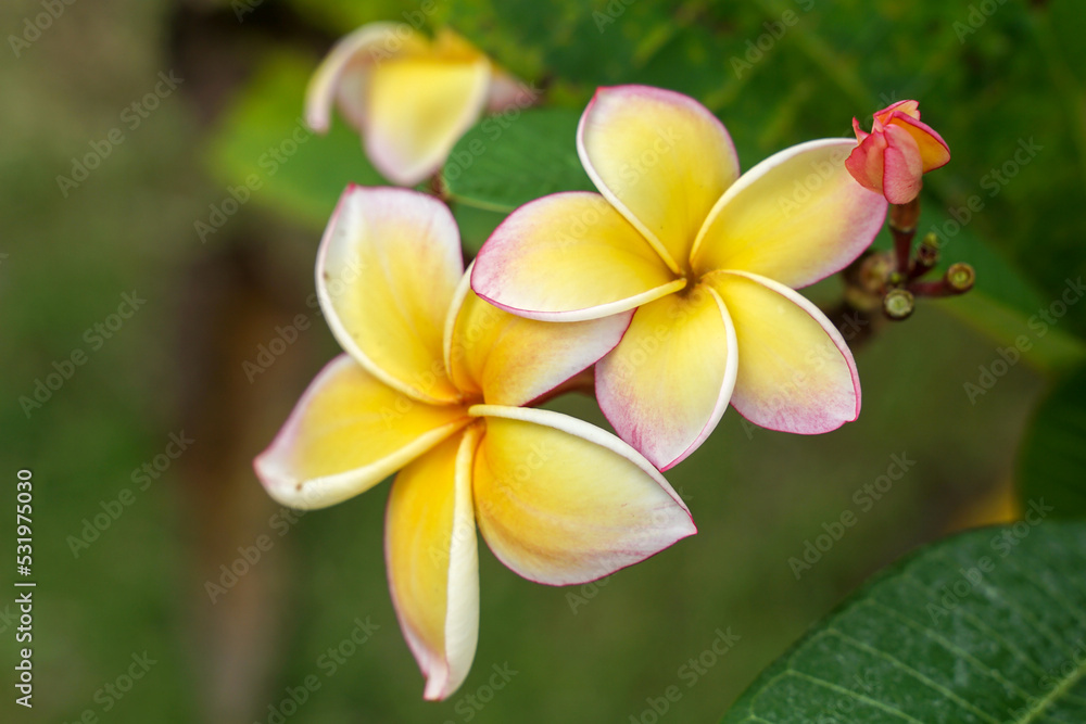 Fototapeta premium Plumeria,yellow. Commonly known as plumeria, Frangipani, Temple tree. The flowers are fragrant and are medicinal herbs used in combination with betel nut. It is used as a remedy for fever and malari