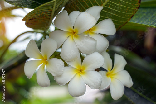 Plumeria, white. Commonly known as plumeria, Frangipani, Temple tree. The flowers are fragrant and are medicinal herbs used in combination with betel nut. It is used as a remedy for fever and mala