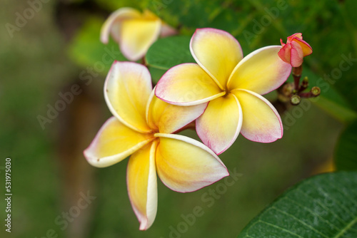 Plumeria yellow. Commonly known as plumeria  Frangipani  Temple tree. The flowers are fragrant and are medicinal herbs used in combination with betel nut. It is used as a remedy for fever and malari