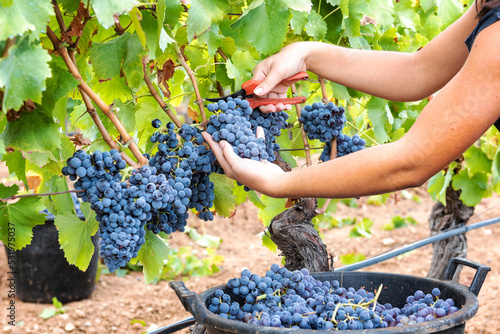 Cannonau grape harvest. Manual harvesting of grapes. Agriculture.