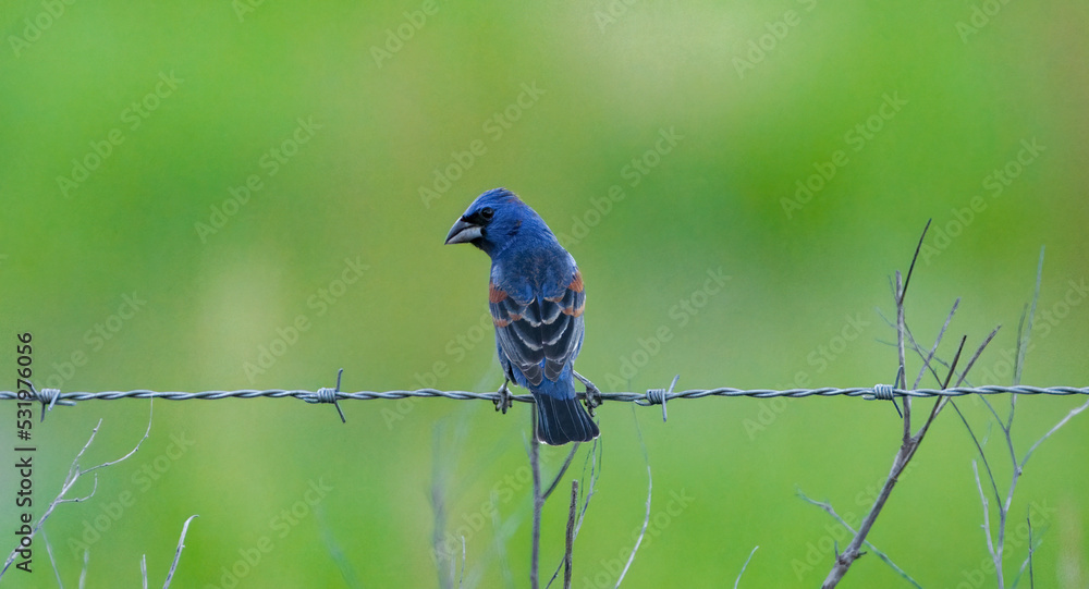 Male blue grosbeak  - Passerina caerulea - perched on barbed wire fence with blurred green grass background