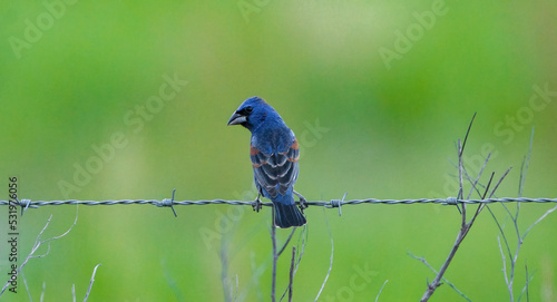 Male blue grosbeak  - Passerina caerulea - perched on barbed wire fence with blurred green grass background photo