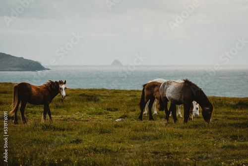 Fotografia Connemara ponies in field close to the sea and mountains Ireland