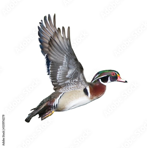 Print op canvas male wood duck drake Aix sponsa flying showing beautiful red, blue, purple, green, chestnut colors