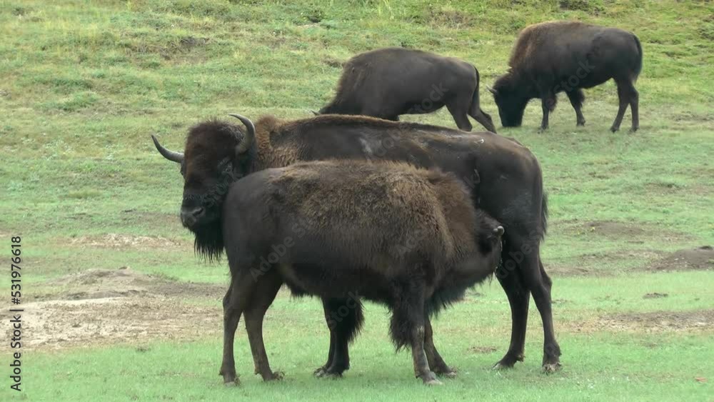 American bison calf suckling milk from a female, long shot
Theodore Roosevelt National Park wildlife, 2021 American bison calf suckling milk from a female, long shot
Theodore Roosevelt National Park wildlife, 2021