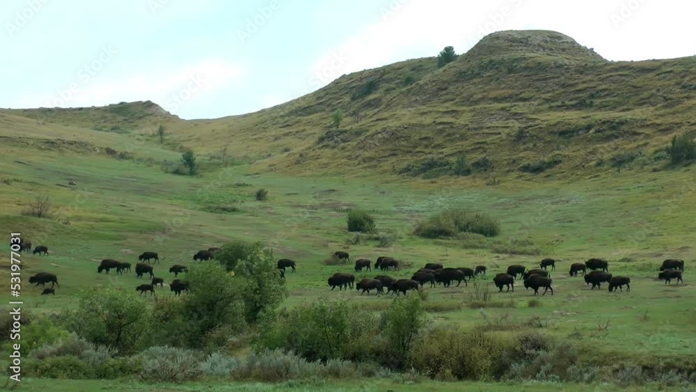 American bison herd walking on green hills
Theodore Roosevelt National Park wildlife, 2021, The American bison (Bison bison) is a species of bison native to North America. American bison herd walking on green hills
Theodore Roosevelt National Park wildlife, 2021, The American bison (Bison bison) is a species of bison native to North America.