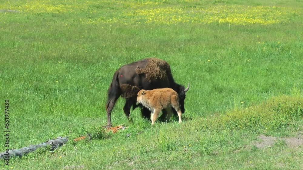 Female American bison eats and nurses a calf
Yellowstone National Park bison wildlife, 2022
Female American bison eats and nurses a calf
Yellowstone National Park bison wildlife, 2022