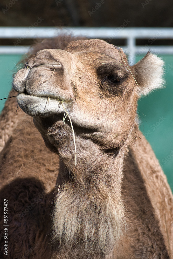 Obraz premium Camélidé