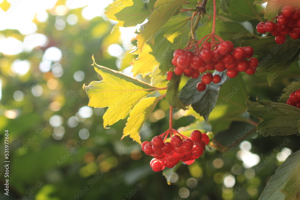Obraz premium red berries on a branch