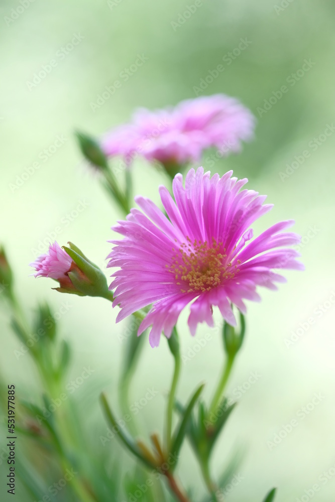 Obraz premium Pale purple daisies in a summer garden.