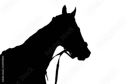 portrait of a horse harnessed in gray isolated on a white background horse racing