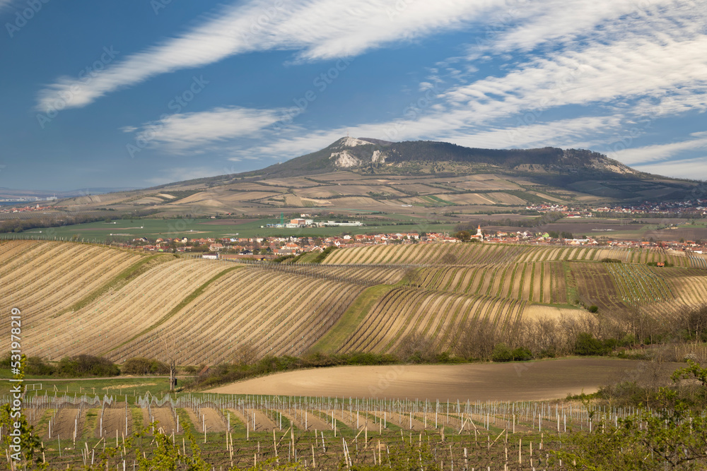 Vineyards under Palava near Bavory, Southern Moravia, Czech Republic