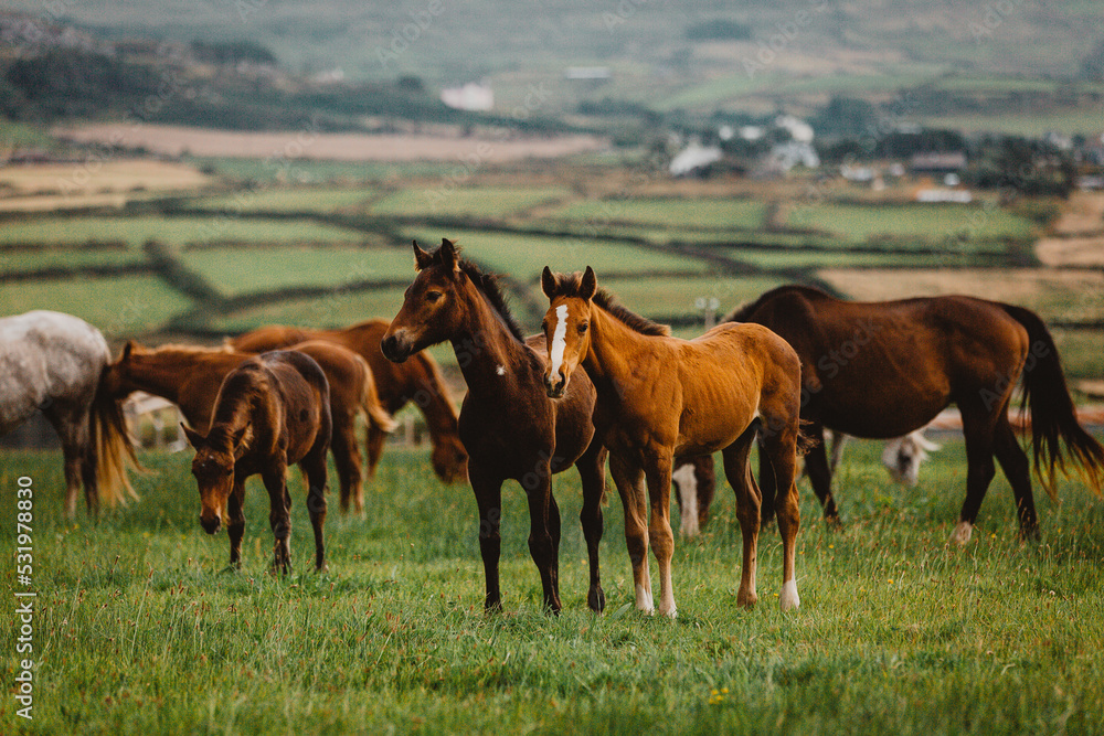 herd of horses with foals 