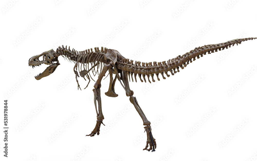 Naklejka premium tyrannosaurus rex skeleton 