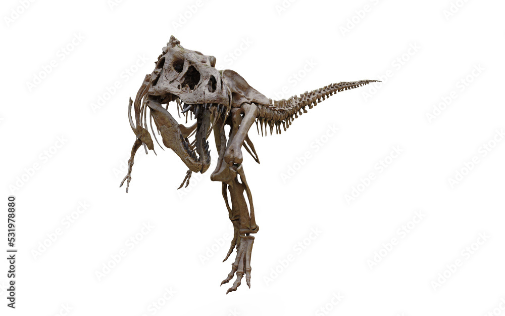 Fototapeta premium tyrannosaurus rex skeleton 