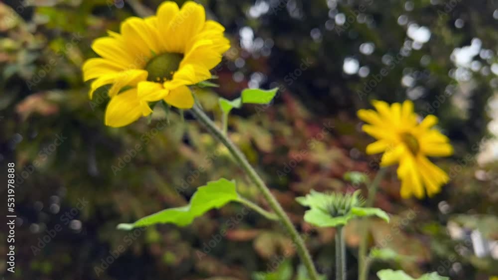Decorative sunflowers shaking on the wind. Focusing while moving closer Decorative sunflowers shaking on the wind. Focusing while moving closer