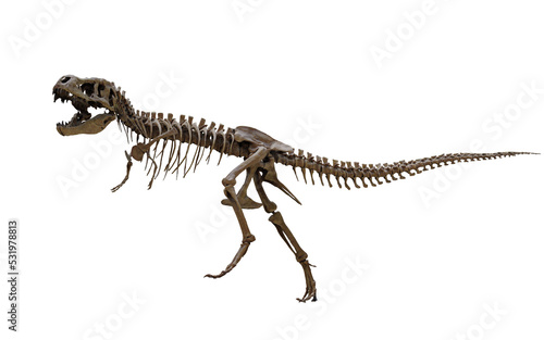 tyrannosaurus rex skeleton  © Edit