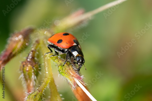 Close up of a Ladybird in sunlight on a green plant stem