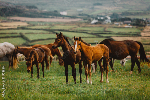 herd of horses with foals 