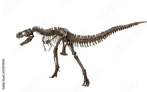 tyrannosaurus rex skeleton  © Edit