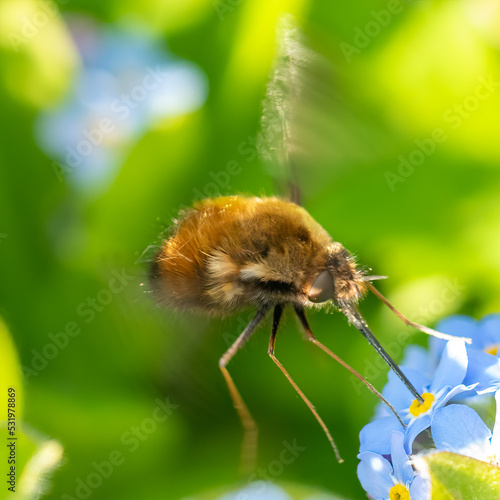 Dotted Beefly (Bombylius discolor) feeding from a blue flower in a sunlit garden