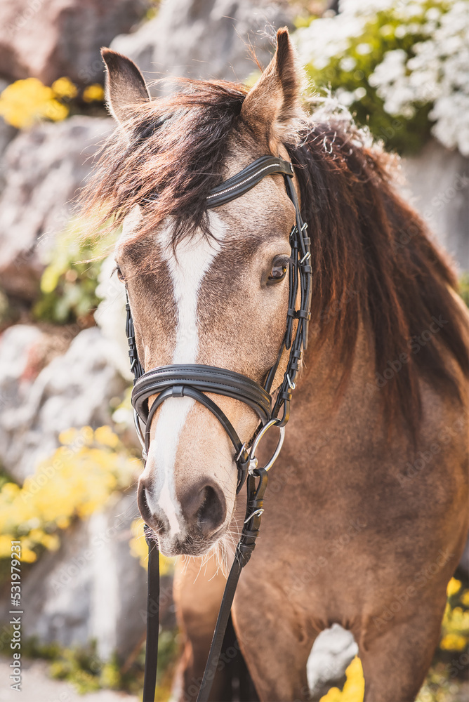 Fototapeta premium Junges Pferd/Pony