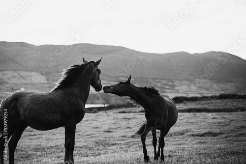 Black white horse playing in field  photo